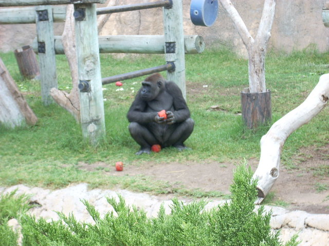 Gorillas For Breakfast