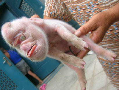 Monkey-Faced Pig