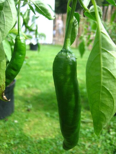 Green Hot Chile Peppers!