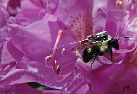 Tiny Radio Devices Affixed to the Backs of Bees