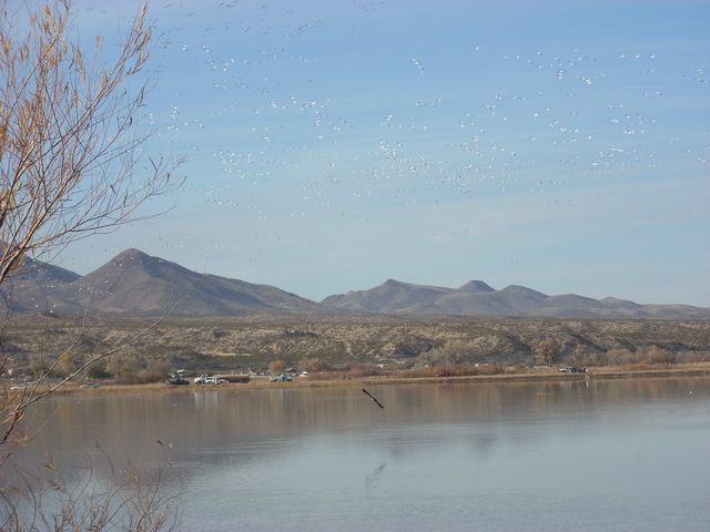 Festival of Cranes