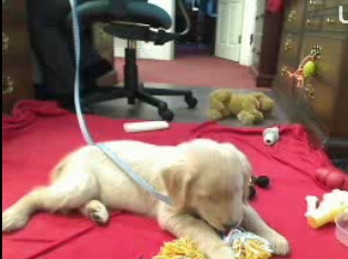 Live Golden Retriever Puppy Cam