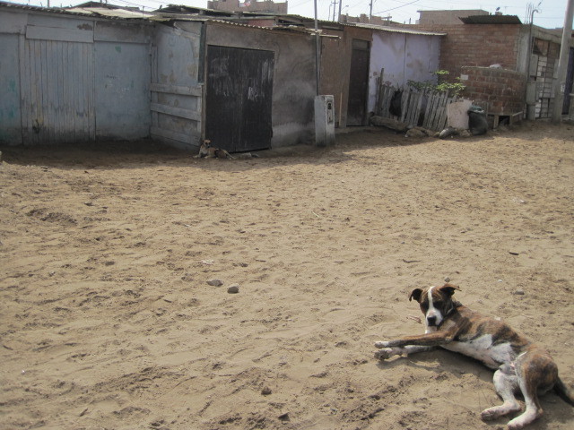 The Dogs and the Garbage