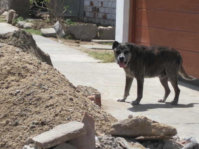 The Dogs and the Garbage