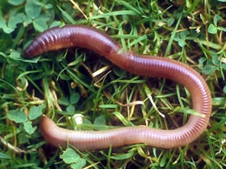 Ten Things Worms Say