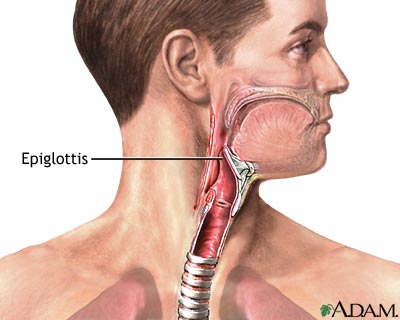Vitals and Bits No. 2: The Epiglottis