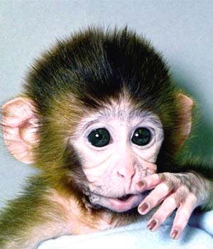 Found on Santa Fe Craigslist: Free monkey