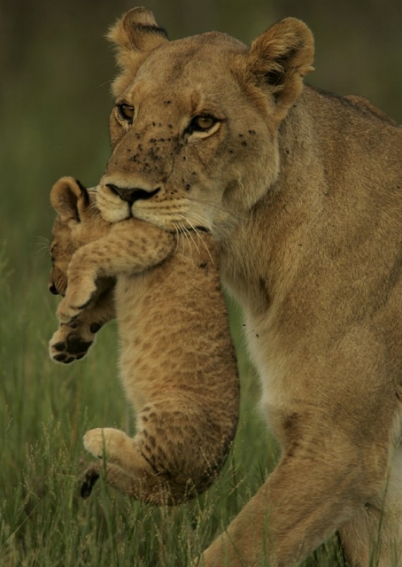 lion with cub