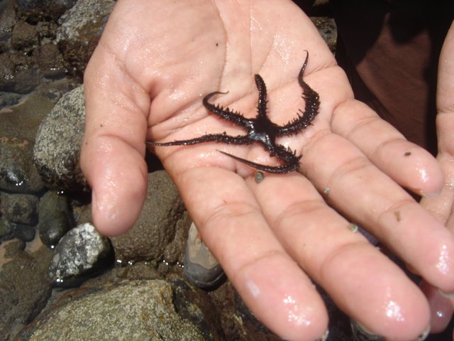 RowdyÕs Dream Blog #195: My dad asks me to go collect tide pool creatures.