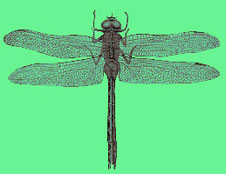 Ancient Flying Luck Machines: The Dragonfly Festival is neither creepy nor gross