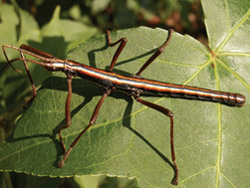 RowdyÕs Dream Blog #209:  I point out a walking stick bug.