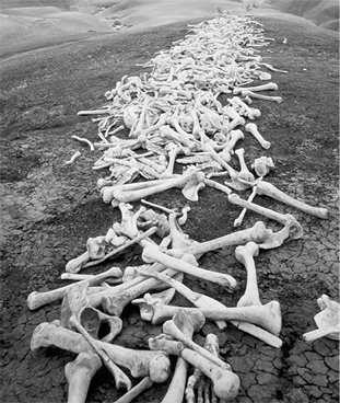 Fifty Thousand Bones