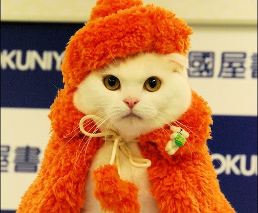 Fashion cats