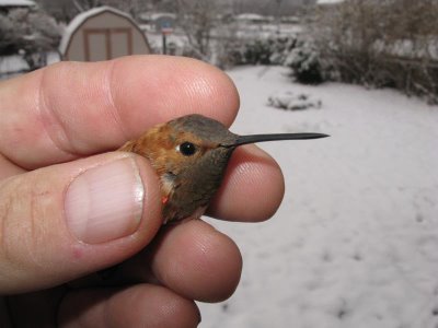 RowdyÕs Dream Blog #252: Hummingbirds covered with frost.