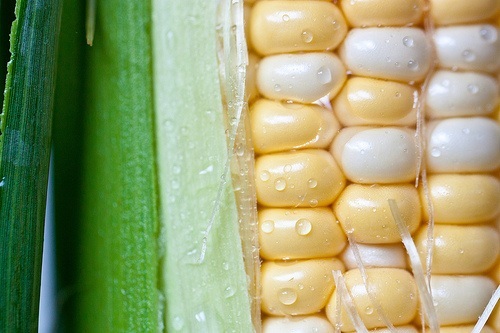 A Brief History of GMO Foods