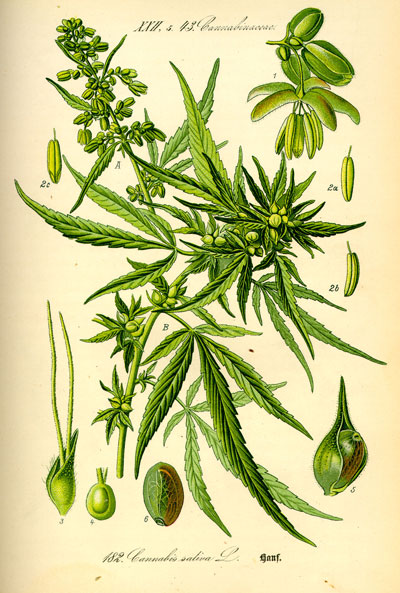 Cannabis Through the Ages