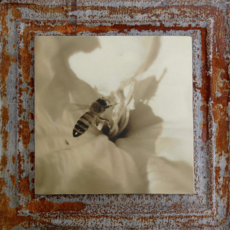 Datura Honey Bee: Tender Reach