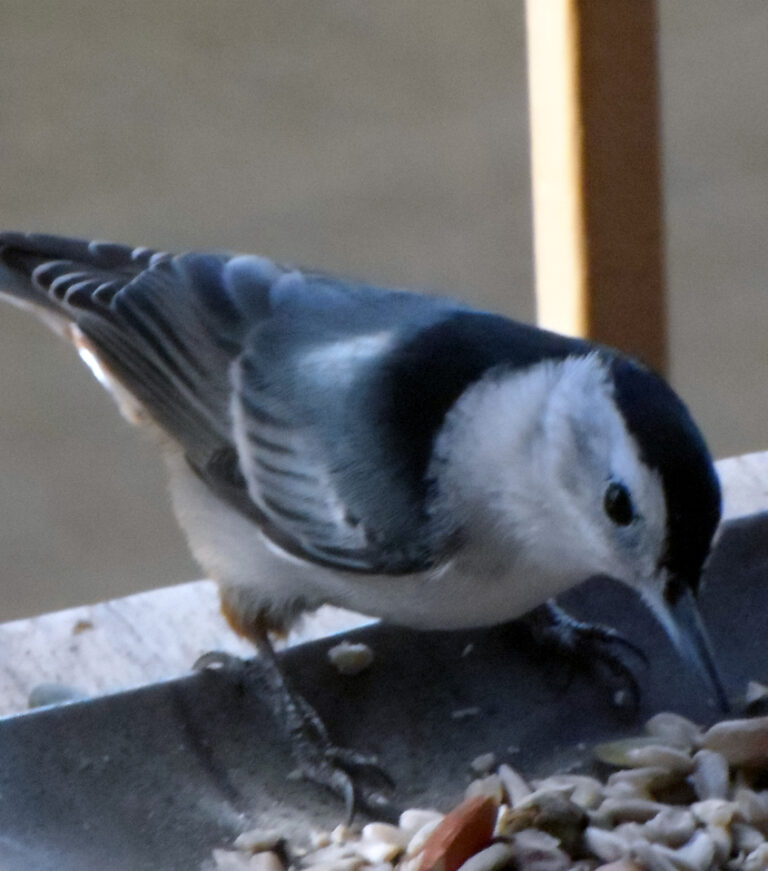 bird eating