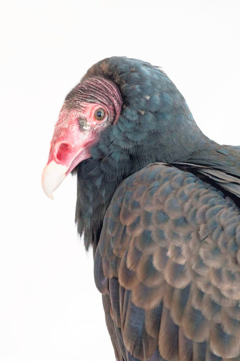Beauty the Turkey Vulture