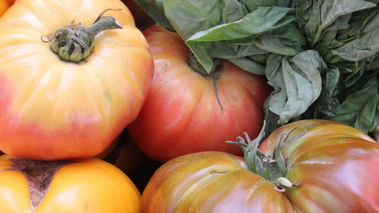 What is an heirloom tomato?